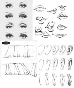 Aprende cómo dibujar las partes de la cara con nuestros consejos